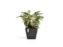 Ecopots Pflanzentopf Rotterdam 50 Dunkelgrau
