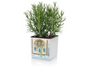 Lechuza Blumentopf Green Wall Home Kit CO Weiss