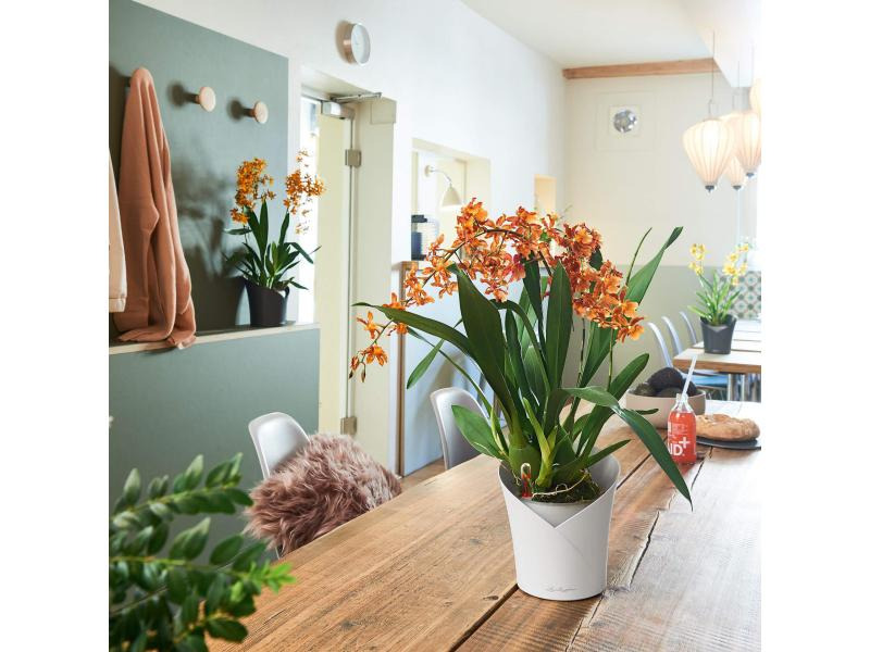 Lechuza Blumentopf ORCHIDEA Schwarz matt
