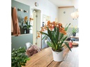 Lechuza Blumentopf ORCHIDEA Schwarz matt