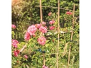 Windhager Pflanzenhalter Set 50-teilig