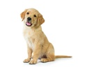BLACK+DECKER Akku-Handsauger Dustbuster Pet