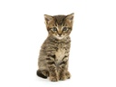 BLACK+DECKER Akku-Handsauger Dustbuster Pet