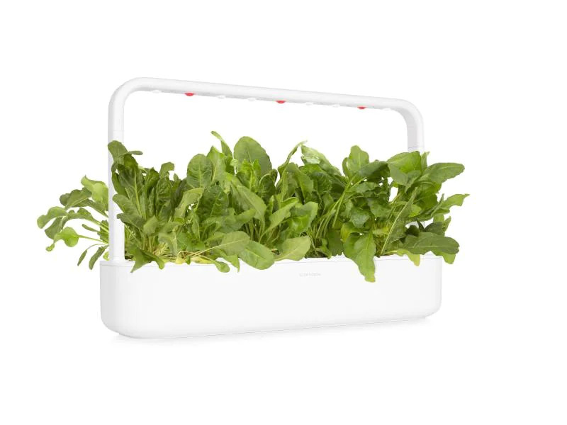 Click and Grow Saatgut Grüner Mangold