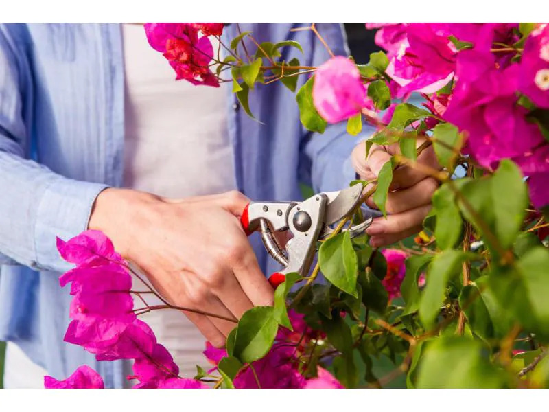Felco Gartenschere 14 Grösse S
