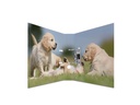 HERMA Ordner Hunde 7 cm, Mehrfarbig