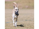 Kong Hunde-Spielzeug Classic Extreme S Ø 5 cm, Schwarz