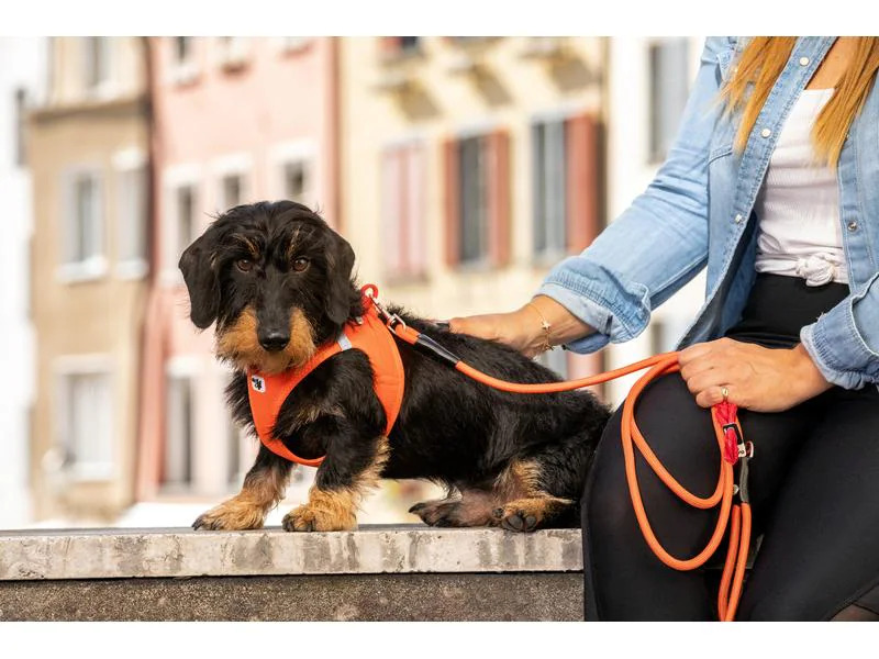 curli Geschirr Vest Air-Mesh XL, Sun Orange