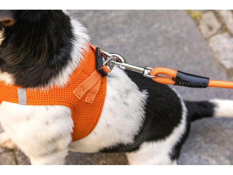 curli Hundeleine Stretch Comfort ø 10 mm / 1.8 m, Moss