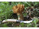 opinel Pilzmesser N°8 Beechwood