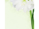 Sigel Motivpapier Green Flower A4, 25 Blatt