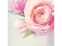 Sigel Motivpapier Rose Garden A4, 50 Blatt