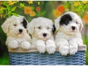 Ravensburger Puzzle Kuschelige Welpen