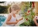 Gusta Garden Anzuchtset TOM TOMATO Starterset, Dunkelgrün