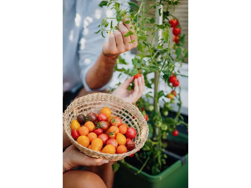Gusta Garden Anzuchtset TOM TOMATO Starterset, Dunkelgrün