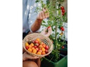 Gusta Garden Anzuchtset TOM TOMATO Starterset, Dunkelgrün