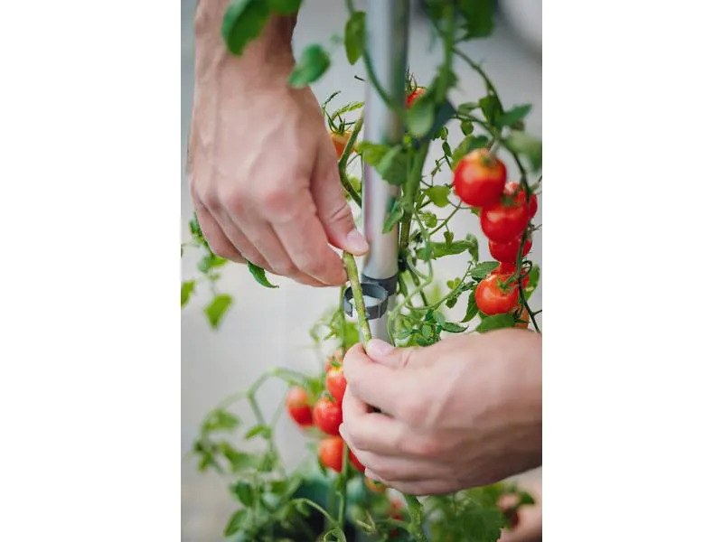 Gusta Garden Anzuchtset TOMATO BUDDY Starter