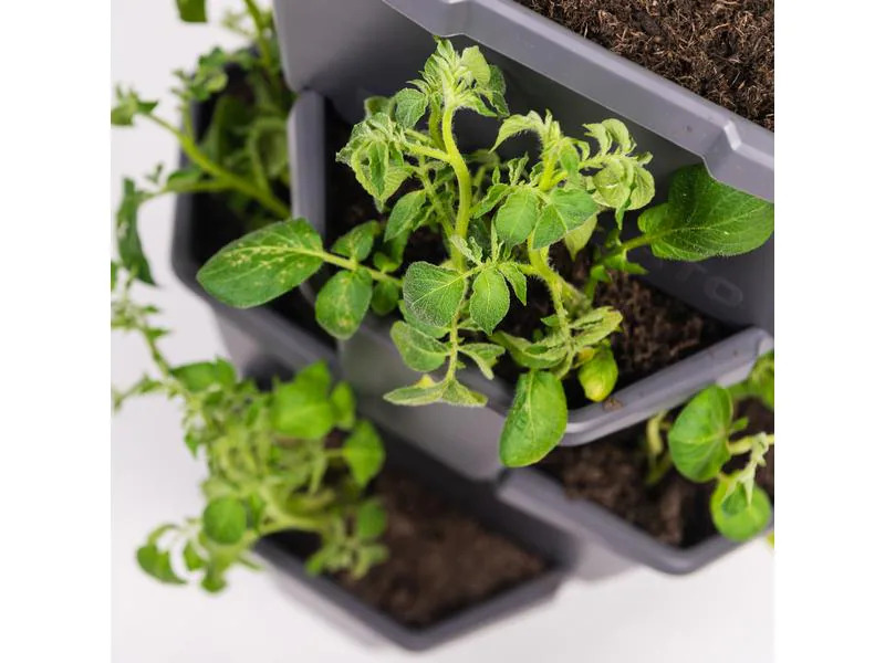 Gusta Garden Aufzuchttöpfe PAUL POTATO Starter, 4 Etagen, Anthrazit