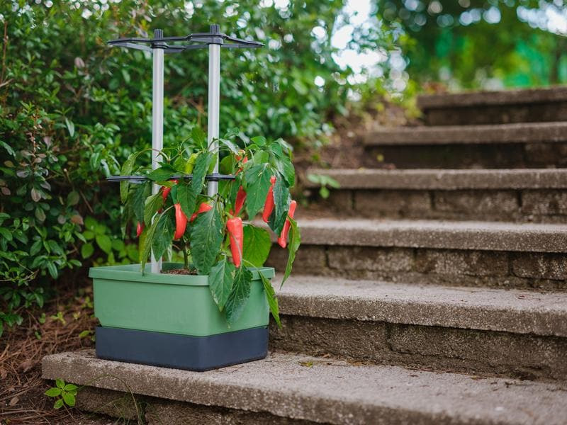 Gusta Garden Pflanzentopf CHARLY CHILI Starterset, 3-Teilig, Dunkelgrün