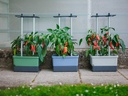 Gusta Garden Pflanzentopf CHARLY CHILI Starterset, 3-Teilig, Dunkelgrün