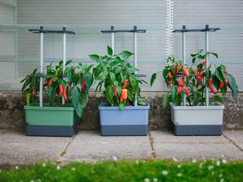 Gusta Garden Pflanzentopf CHARLY CHILI Starterset, 3-Teilig, Hellgrau