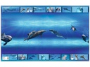 HERMA Schreibunterlage Delphin 55 x 35 cm