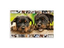 HERMA Schreibunterlage Hunde 55 x 35 cm