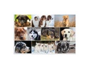 HERMA Schreibunterlage Hunde 55 x 35 cm