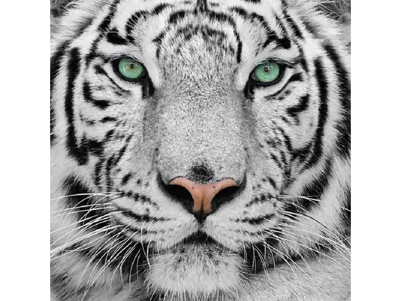 CRAFT Buddy Bastelset Crystal Art Kit White Tiger 30 x 30 cm