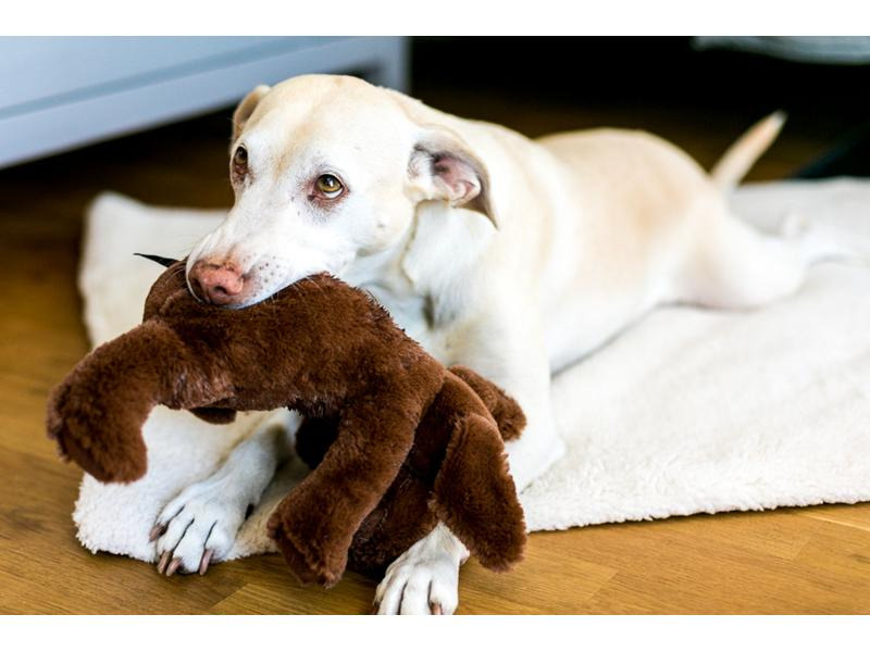 Wolters Hunde-Spielzeug Plüschhund, 30 cm