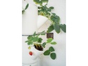 Gusta Garden Aufzuchttöpfe SISSI STRAWBERRY Infinity, Weiss