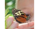 Mein Raupenkasten Insektenhotel Raupenkasten -französisch-