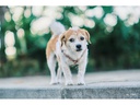 TTArtisan Festbrennweite APS-C 50 mm F0.95 – Fujifilm X-Mount