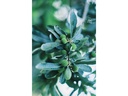 TTArtisan Festbrennweite APS-C 50 mm F0.95 – Fujifilm X-Mount