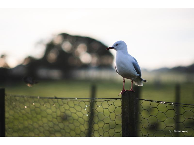 TTArtisan Festbrennweite APS-C 50 mm F0.95 – Fujifilm X-Mount