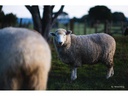 TTArtisan Festbrennweite APS-C 50 mm F0.95 – Fujifilm X-Mount