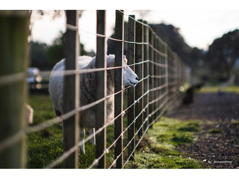 TTArtisan Festbrennweite APS-C 50 mm F0.95 – Fujifilm X-Mount