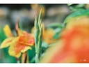 TTArtisan Festbrennweite APS-C 50 mm F0.95 – Sony E-Mount