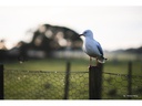 TTArtisan Festbrennweite APS-C 50 mm F0.95 – Sony E-Mount