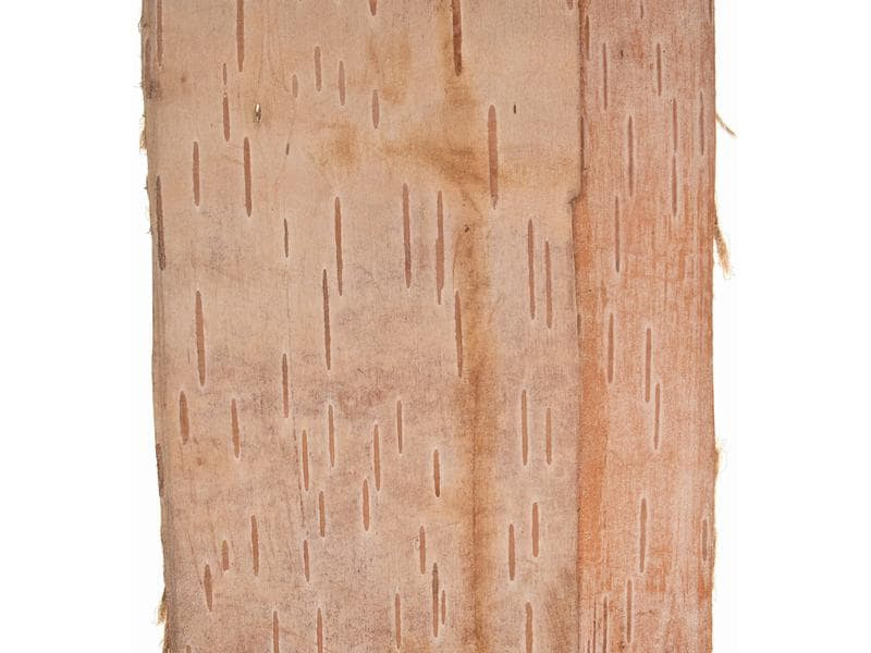 Opiflor Birkenband 10 x 200 cm