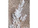 Soli Collection Trockenblumen Ruscus 70-75 cm, Weiss