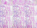 Partydeco Partyaccessoire Vorhang 90 x 250 cm, Opal