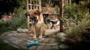 Pedigree DentaStix Small 28er Pack