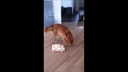 Hundespiele.ch Katzen-Strategiespiel Tunnel