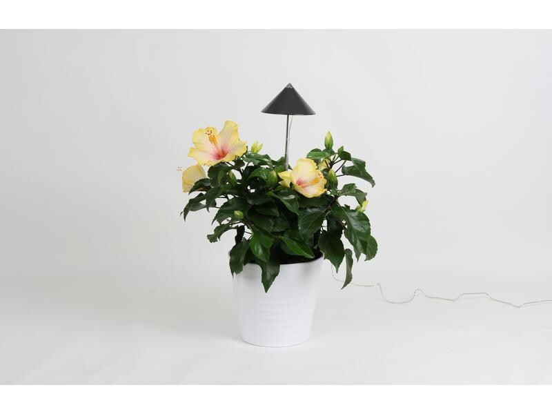 Neogard AG Pflanzenleuchte SunLite 7 W, Grau