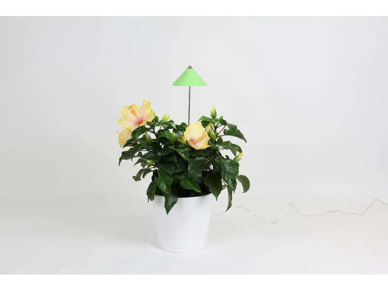 Neogard AG Pflanzenleuchte SunLite 7 W, Grün