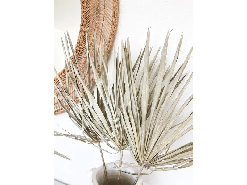 Soli Collection Trockenblumen Frosted White 3er Set, 65 cm