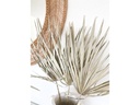Soli Collection Trockenblumen Frosted White 3er Set, 65 cm