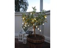 Star Trading Lichterkette Globini 475 cm, Transparent