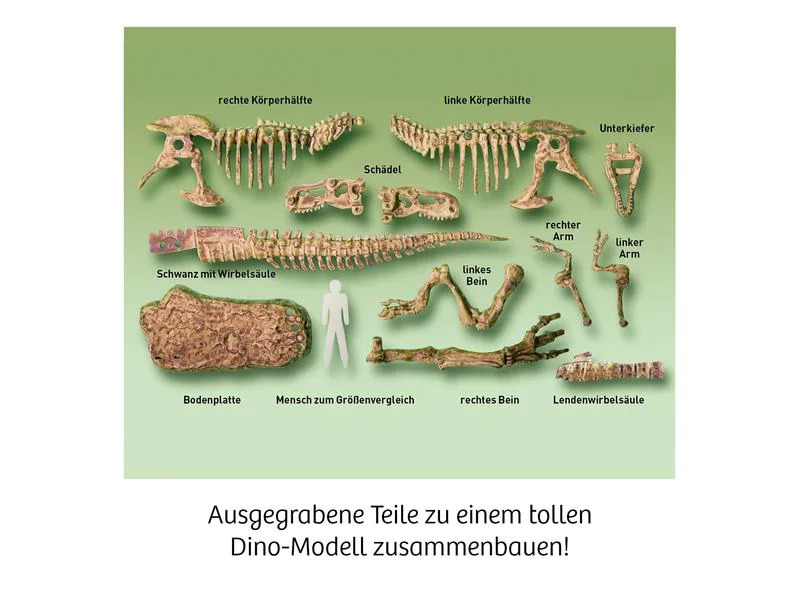 Kosmos Experimentierkasten T-Rex 3D